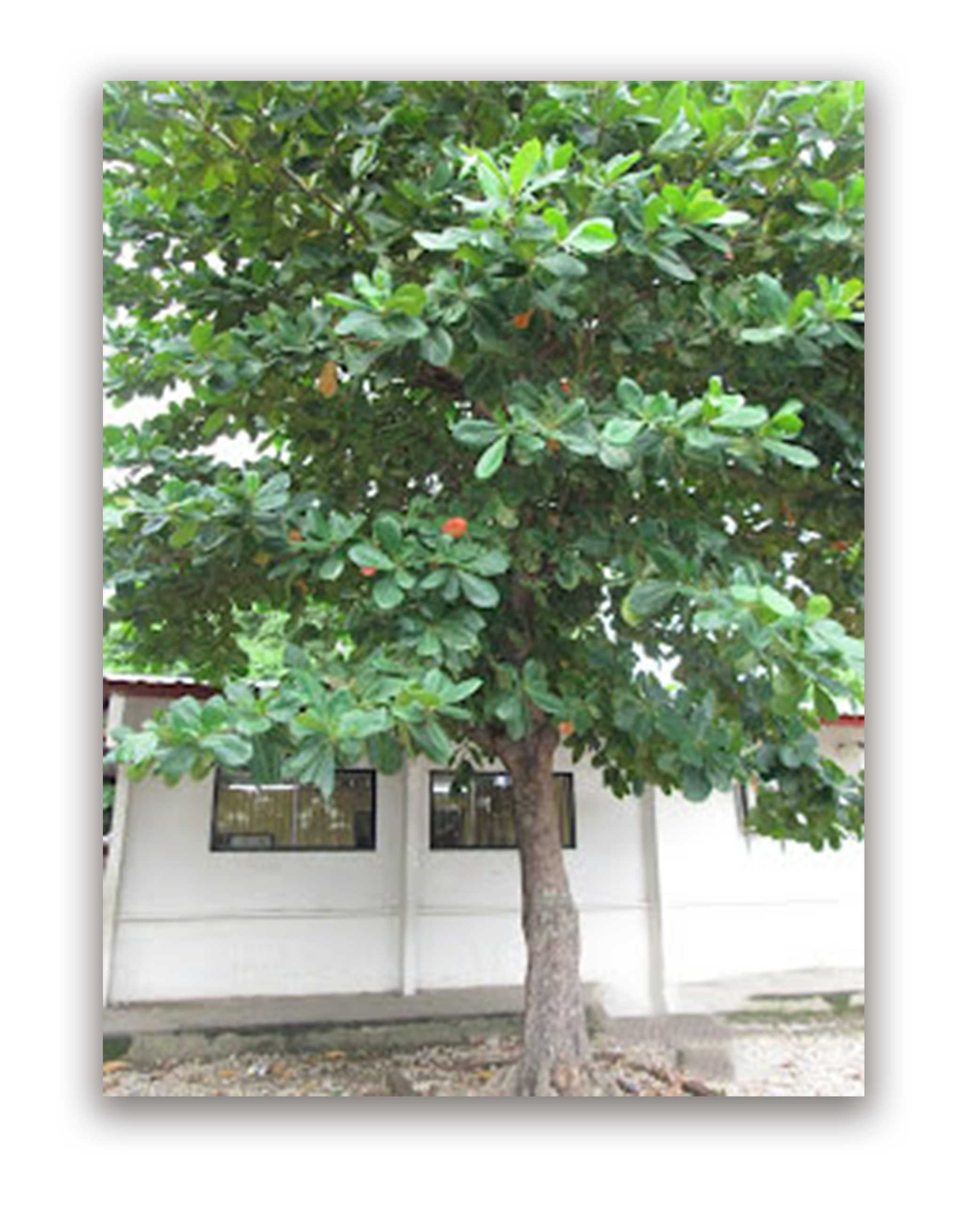 Árbol de Almendro - Foto: Internet