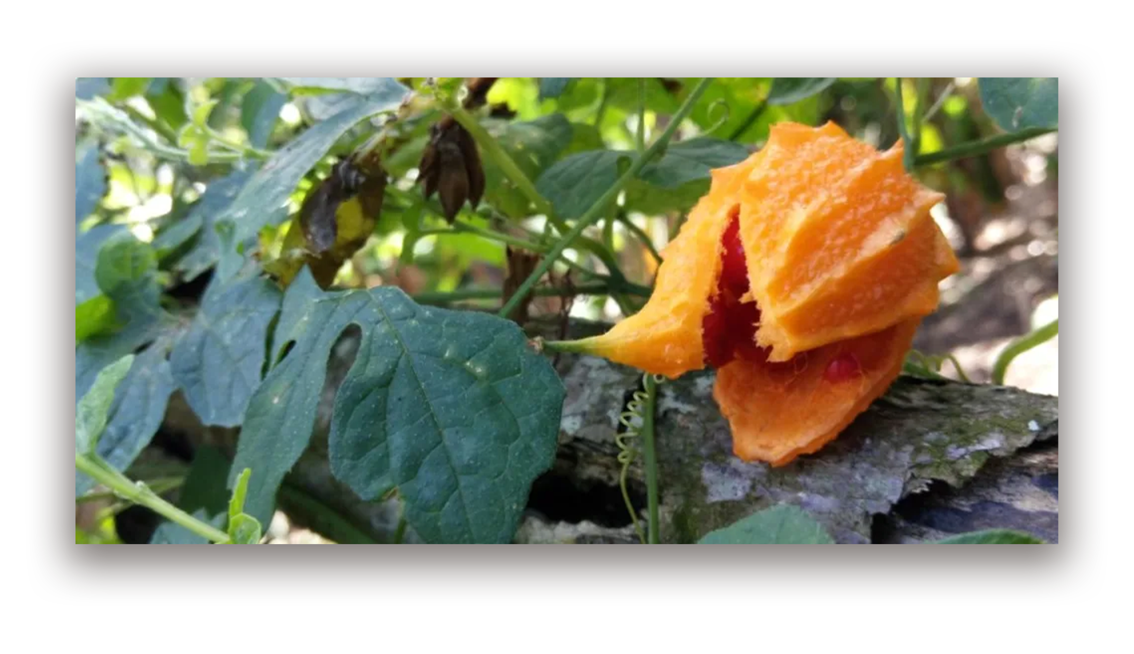 Semilla de Sorosí o Cundeamor - Foto: Internet