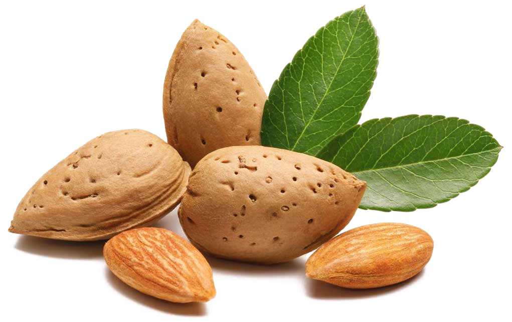 Semilla de Almendro - Foto: Internet