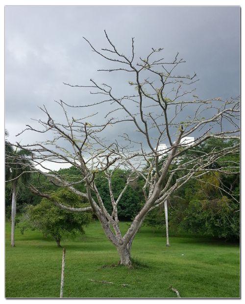 Arbol