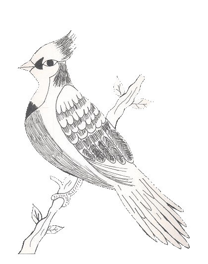 Korin Palacios - Ave - Ene. 2009