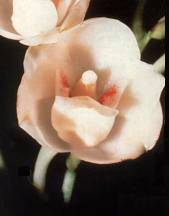 Flor del Esp�ritu Santo - Flor
Nacional